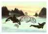 Killer Whales